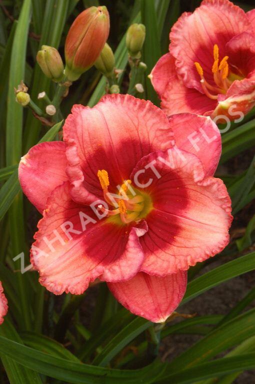 Denivka 'Baby Red Eyes' - Hemerocallis 'Baby Red Eyes'