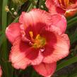 Denivka 'Baby Red Eyes' - Hemerocallis 'Baby Red Eyes'