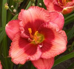 Denivka 'Baby Red Eyes' - Hemerocallis 'Baby Red Eyes'