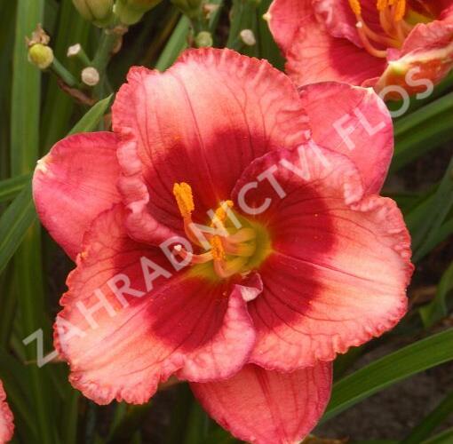 Denivka 'Baby Red Eyes' - Hemerocallis 'Baby Red Eyes'