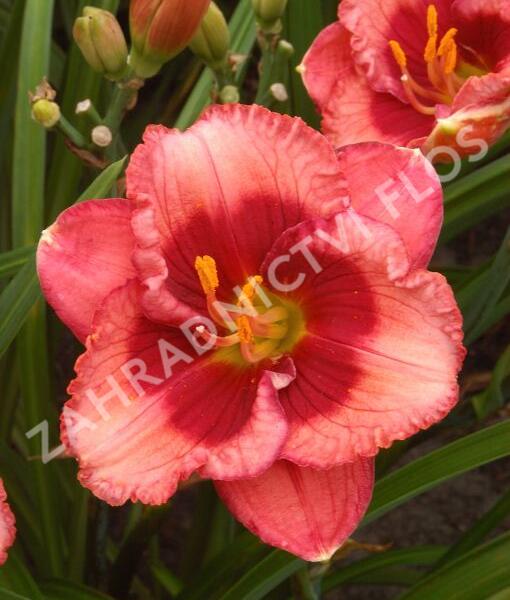 Denivka 'Baby Red Eyes' - Hemerocallis 'Baby Red Eyes'