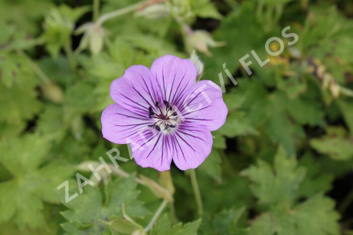 Kakost 'Havana Blues' - Geranium 'Havana Blues'