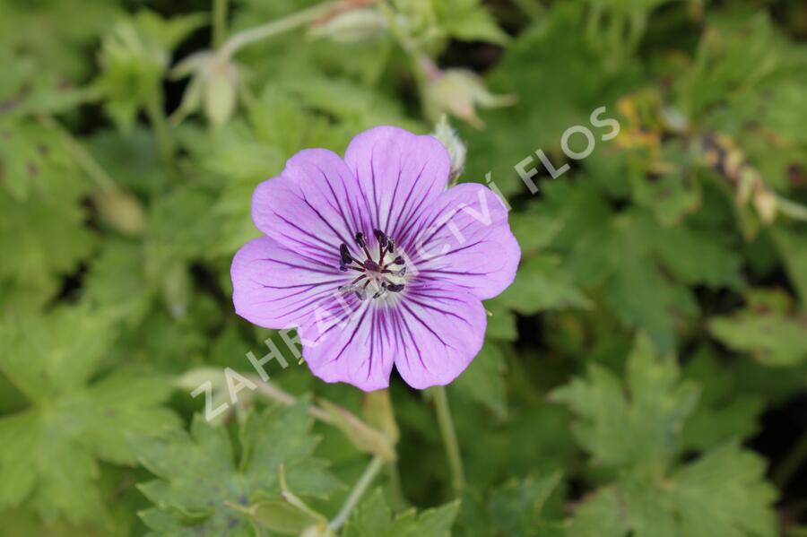 Kakost 'Havana Blues' - Geranium 'Havana Blues'