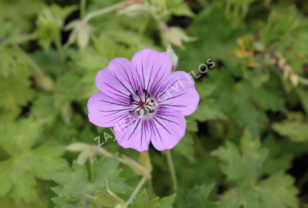 Kakost 'Havana Blues' - Geranium 'Havana Blues'