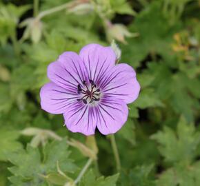 Kakost 'Havana Blues' - Geranium 'Havana Blues'