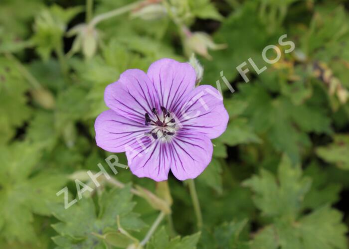 Kakost 'Havana Blues' - Geranium 'Havana Blues'