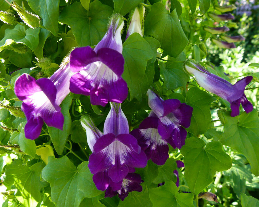 Maurandie šplhavá 'Joan Lorraine' - Asarina barclaiana 'Joan Lorraine'