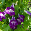 Maurandie šplhavá 'Joan Lorraine' - Asarina barclaiana 'Joan Lorraine'