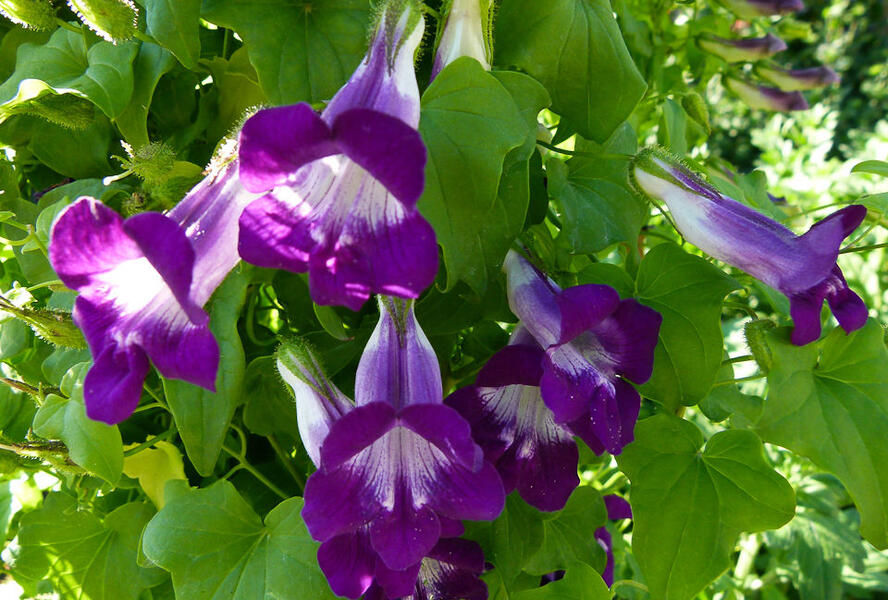 Maurandie šplhavá 'Joan Lorraine' - Asarina barclaiana 'Joan Lorraine'