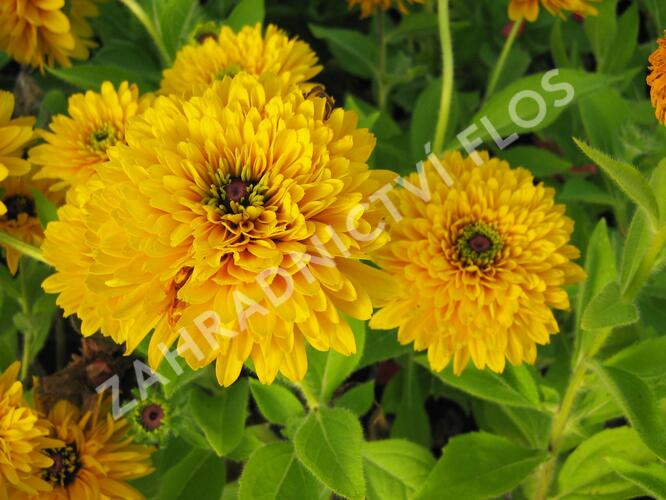 Třapatka srstnatá 'Maya' - Rudbeckia hirta 'Maya'