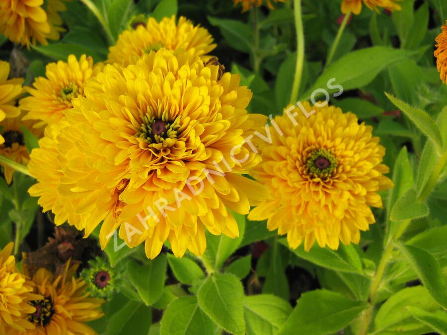 Třapatka srstnatá 'Maya' - Rudbeckia hirta 'Maya'