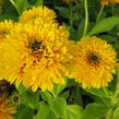 Třapatka srstnatá 'Maya' - Rudbeckia hirta 'Maya'