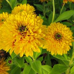 Třapatka srstnatá 'Maya' - Rudbeckia hirta 'Maya'