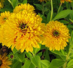 Třapatka srstnatá 'Maya' - Rudbeckia hirta 'Maya'