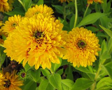 Třapatka srstnatá 'Maya'