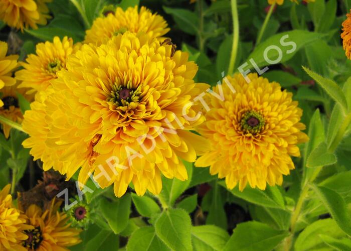 Třapatka srstnatá 'Maya' - Rudbeckia hirta 'Maya'