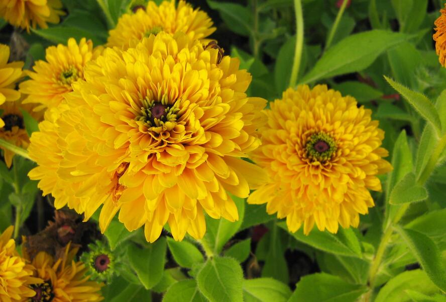 Třapatka srstnatá 'Maya' - Rudbeckia hirta 'Maya'