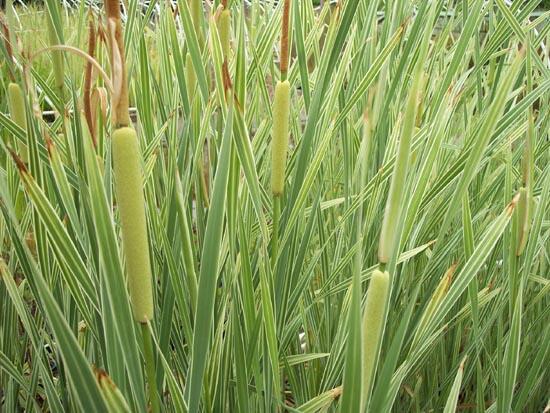 Orobinec širokolistý 'Variegata' - Typha latifolia 'Variegata'