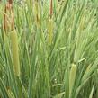 Orobinec širokolistý 'Variegata' - Typha latifolia 'Variegata'