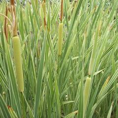 Orobinec širokolistý 'Variegata' - Typha latifolia 'Variegata'