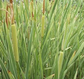 Orobinec širokolistý 'Variegata' - Typha latifolia 'Variegata'