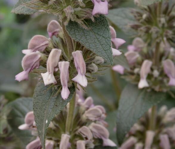 Sápa samoská - Phlomis samia