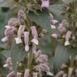 Sápa samoská - Phlomis samia