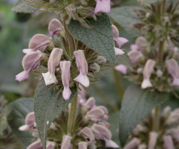 Sápa samoská - Phlomis samia