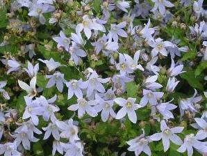 Zvonek bělokvětý 'Prichard's Variety' - Campanula lactiflora 'Prichard's Variety'