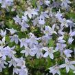 Zvonek bělokvětý 'Prichard's Variety' - Campanula lactiflora 'Prichard's Variety'