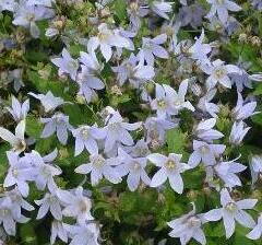 Zvonek bělokvětý 'Prichard's Variety' - Campanula lactiflora 'Prichard's Variety'