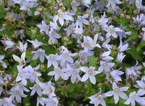 Zvonek bělokvětý 'Prichard's Variety' - Campanula lactiflora 'Prichard's Variety'