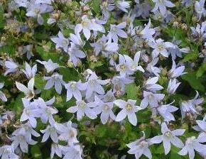 Zvonek bělokvětý 'Prichard's Variety' - Campanula lactiflora 'Prichard's Variety'