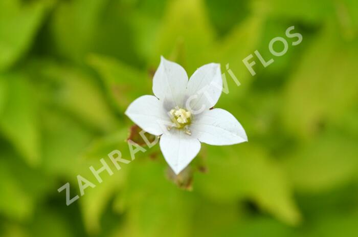 Zvonek bělokvětý 'Alba' - Campanula lactiflora 'Alba'