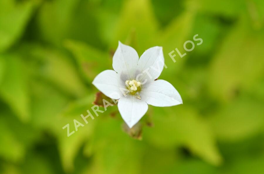 Zvonek bělokvětý 'Alba' - Campanula lactiflora 'Alba'