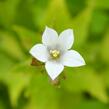 Zvonek bělokvětý 'Alba' - Campanula lactiflora 'Alba'
