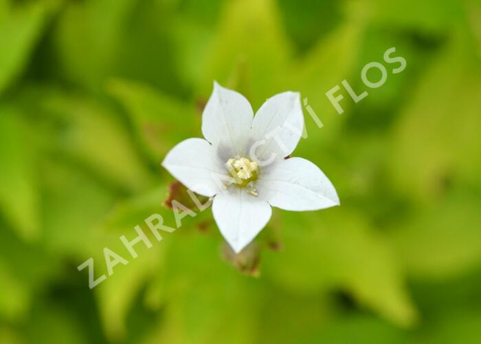 Zvonek bělokvětý 'Alba' - Campanula lactiflora 'Alba'