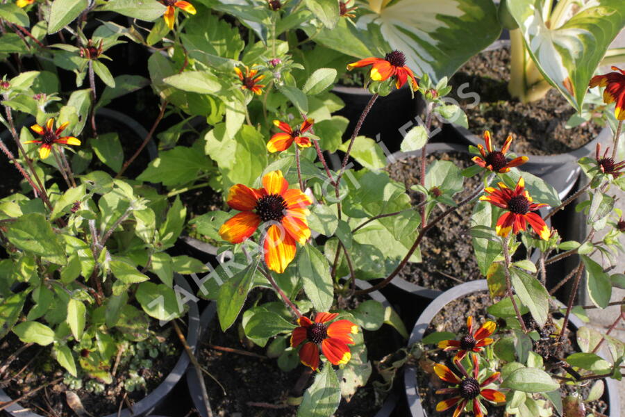 Třapatka 'Prairie Glow' - Rudbeckia triloba 'Prairie Glow'