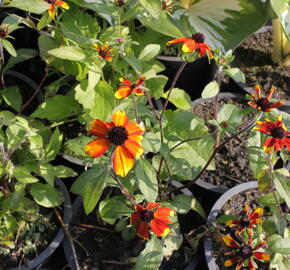 Třapatka 'Prairie Glow' - Rudbeckia triloba 'Prairie Glow'