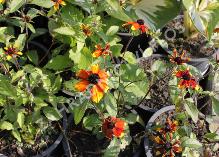 Třapatka 'Prairie Glow' - Rudbeckia triloba 'Prairie Glow'