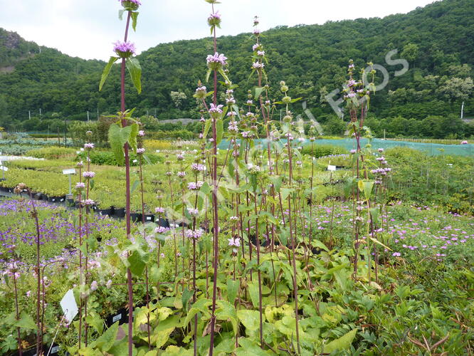 Sápa hlíznatá - Phlomis tuberosa