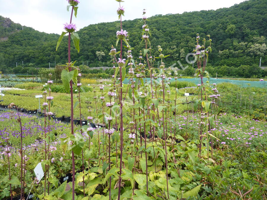 Sápa hlíznatá - Phlomis tuberosa