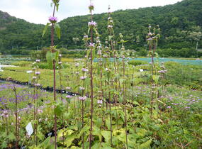 Sápa hlíznatá - Phlomis tuberosa