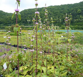 Sápa hlíznatá - Phlomis tuberosa