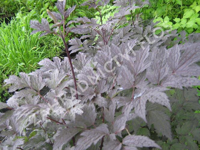 Ploštičník hroznatý 'Brunette' - Cimicifuga ramosa 'Brunette'