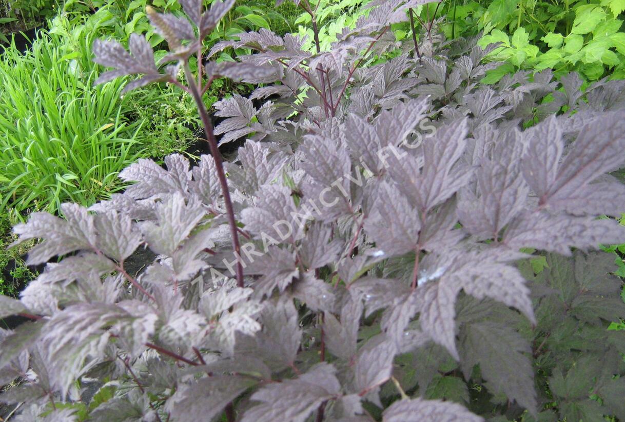 Ploštičník hroznatý 'Brunette' - Cimicifuga ramosa 'Brunette'