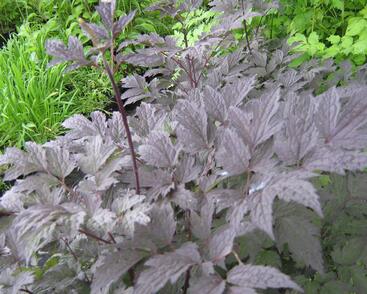 Ploštičník hroznatý 'Brunette'