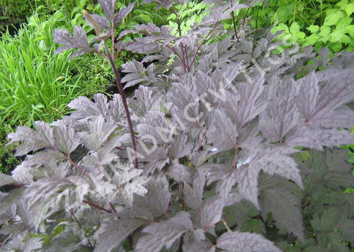 Ploštičník hroznatý 'Brunette' - Cimicifuga ramosa 'Brunette'