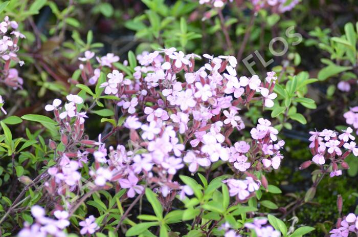 Mydlice bazalkovitá - Saponaria ocymoides