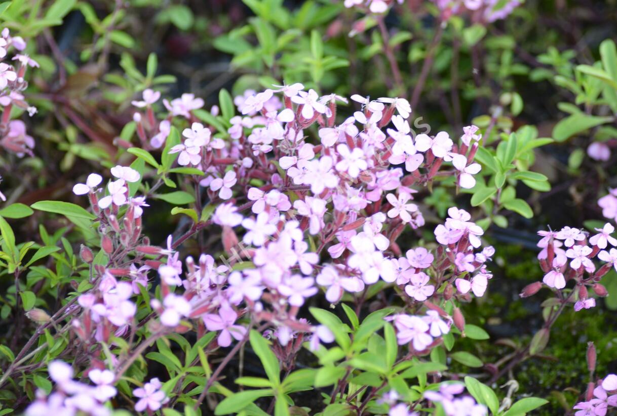 Mydlice bazalkovitá - Saponaria ocymoides